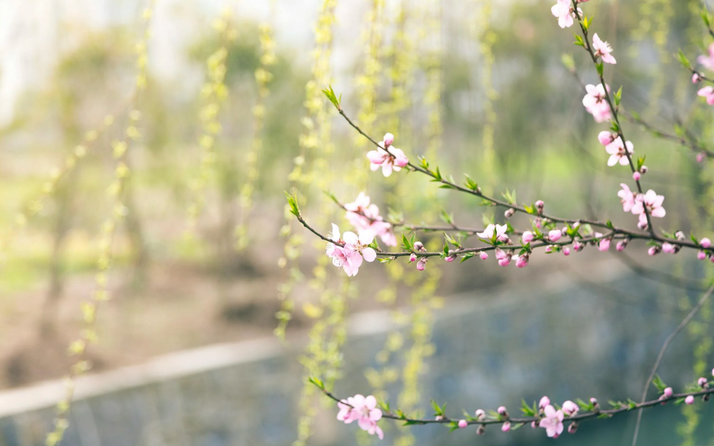 How Spring Invites Us to Reconnect With Joy
